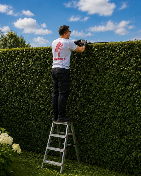 Hohe Hecke wird von einer Trittleiter aus in Form geschnitten